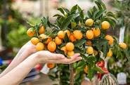 30 Seeds Dwarf Standing Orange Tree