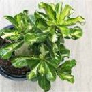 1 Seeds True Thailand Rare grafted Desert Rose Variegated Leaves Siam Potted