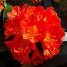 100 Seeds Mixed Clivia Rare Rainbow Clivia Flower Potted Plants