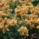 103 Seeds Bougainvillea Spectabilis Willd Bonsai Plant