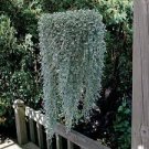 100 Seeds Dichondra Repens Silver Falls Emerald Falls Ground Cover Bonsai