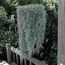 100 Seeds Dichondra Repens Silver Falls Emerald Falls Ground Cover Bonsai