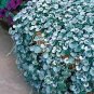 100 Seeds Dichondra Repens Silver Falls Emerald Falls Ground Cover Bonsai