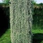 100 Seeds Dichondra Repens Silver Falls Emerald Falls Ground Cover Bonsai
