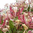 100 Seeds Rare Honeysuckle Bonsai Garden Climbing Perennial