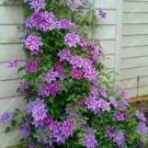 100 Seeds Clematis seeds flowers clematis vine seeds perennial flower