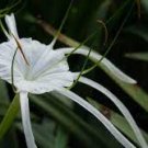 100 Seeds New Rare Spider Lily Bonsai Rare Lilium Brownii Flower