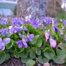 100 Seeds Chinese Violet Seeds Beautiful herba violae Flower