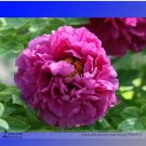 5 Seeds Rare 'Jin Pao Hong' Red Peony Tree Flower