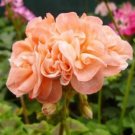 20 Seeds Rare Geranium Bonsai Apple Blossom Rosebud Pelargonium Hortorum Perennial Flower