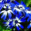 30 Seeds Dark Blue White Florist's Cineraria F2