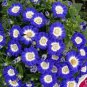 30 Seeds Dark Blue White Florist's Cineraria F2