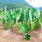 100 Seeds Alocasia Macrorrhiza Bonsai Giant Taro Flores Garden