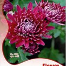 20 Seeds Noble Chrysanthemum Seeds Balcony Potted Flowers Chrysanthemum
