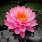 1 Seeds Pink Nelumbo Nucifera Lotus Flowers Pond Plants Bonsai Indoor