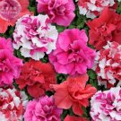 200 Seeds Bonanza Double Plicated Petunia Mixed