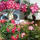 5 Seeds Rare Pink Adenium Obesum Seeds Desert Rose Bonsai Tree Flower Plants