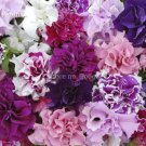 100 Seeds Rare Colorful Wavy Petunia Flowers