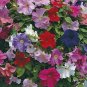 100 Seeds Rare Colorful Wavy Petunia Flowers
