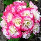 20 Seeds Rare Geranium Bonsai Apple Blossom Rosebud Pelargonium Hortorum Perennial Flower