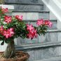 1000 Seeds Adenium Obesum Bulk Desert Rose Bonsai Tree Flower