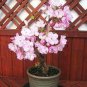 20 Seeds Bonsai Pinkish Red Japanese Sakura Cherry Blossoms Flower