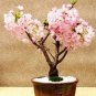 20 Seeds Bonsai Pinkish Red Japanese Sakura Cherry Blossoms Flower