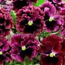 20 Seeds Rare Wavy Purple Black Pansy Flowers