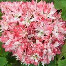 10 Seeds 'Thousand-Hand Kwan-yin' Geranium Pink White Flowers