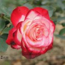 50 Seeds Red Yellow Rose Shrub