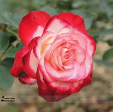 50 Seeds Red Yellow Rose Shrub