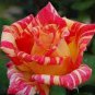 50 Seeds Red Yellow Rose Shrub