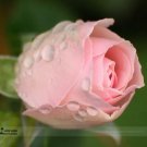 50 Seeds Minature Light Pink Rose