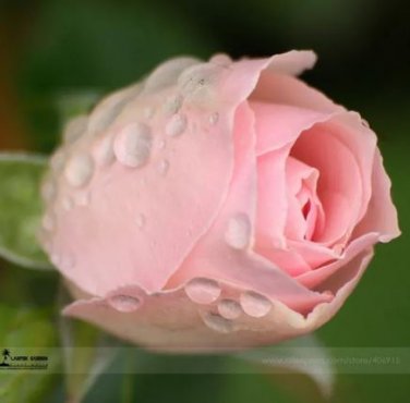 50 Seeds Minature Light Pink Rose