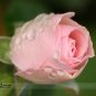 50 Seeds Minature Light Pink Rose