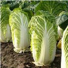 30 Seeds Heirloom Chinese Cabbage Wong Bok Vegetable
