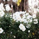 50 Seeds Heirloom Single Petalled White Climbing Rose Flower