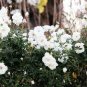 50 Seeds Heirloom Single Petalled White Climbing Rose Flower
