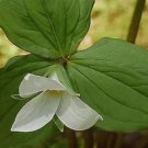 100 Seeds White Trillium Wildflower