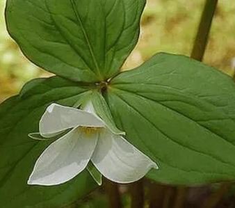 100 Seeds White Trillium Wildflower