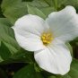 100 Seeds White Trillium Wildflower