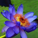 1 Seeds Light Red Blue Lotus Nelumbo Nucifera Pond Fresh Plant