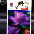 5 Seeds Wild Red / Purple Lotus Flower