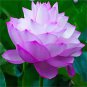 5 Seeds Wild Red / Purple Lotus Flower