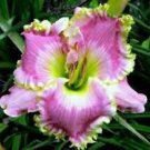 150 Seeds Hemerocallis Middendorffii Daylily Bonsai Perennial Flower