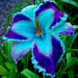 150 Seeds Hemerocallis Middendorffii Daylily Bonsai Perennial Flower