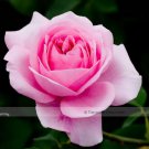 50 Seeds Double Pink Rose Plant Flower Garden