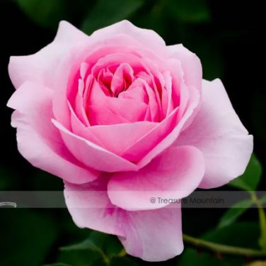 50 Seeds Double Pink Rose Plant Flower Garden