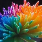 100 Seeds Rarest Rainbow Chrysanthemum Flower Bonsai