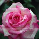 50 Seeds Red Pink Rose Flowers